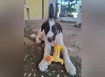 Junghündin HEIDI sucht ihr Zuhause