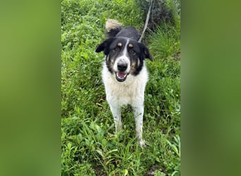 Hündin SUNNY sucht ihr Glück