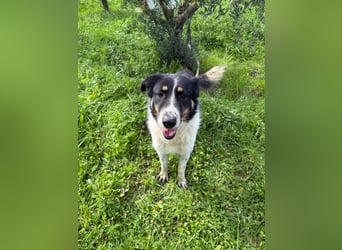 Hündin SUNNY sucht ihr Glück