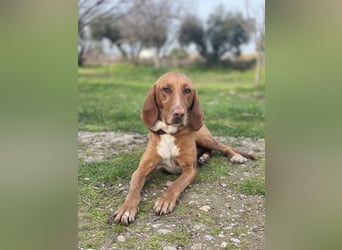 Hündin LARA sucht ihr Für-immer-Körbchen