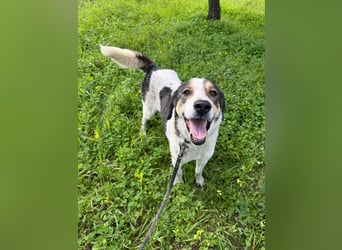 Hündin DIMITRIA sucht nach ihrem grossen Glück