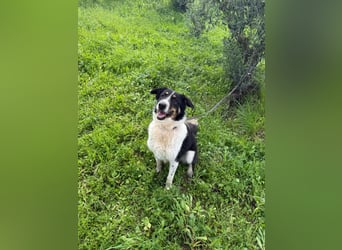 Hündin SUNNY sucht ihr Glück