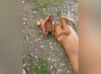 Hündin LARA sucht ihr Für-immer-Körbchen