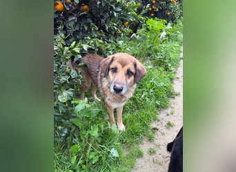 Rüde Ben sucht sein Für-immer-Zuhause