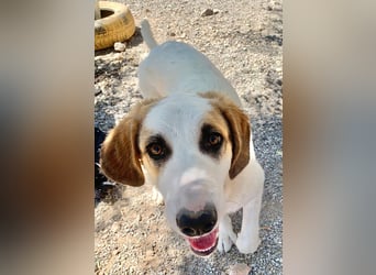 Junghund BUD sucht seine Familie