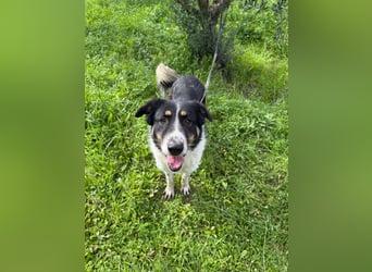 Hündin SUNNY sucht ihr Glück