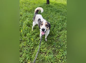 Hündin DIMITRIA sucht nach ihrem grossen Glück