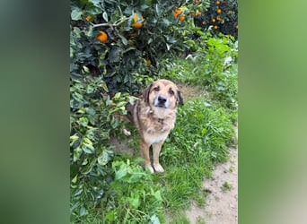 Rüde Ben sucht sein Für-immer-Zuhause