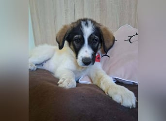 Junghündin HEIDI sucht ihr Zuhause