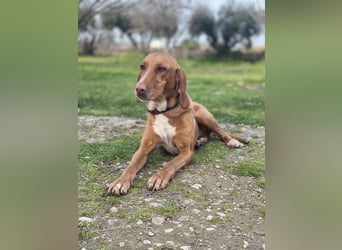 Hündin LARA sucht ihr Für-immer-Körbchen