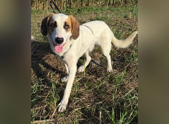 Junghund BUD sucht seine Familie