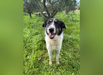 Hündin SUNNY sucht ihr Glück