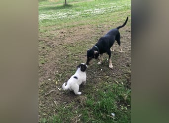 Junghündin HEIDI sucht ihr Zuhause