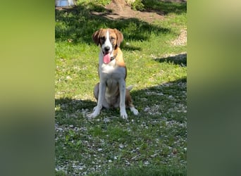 Hündin CAJA sucht ein sicheres Körbchen