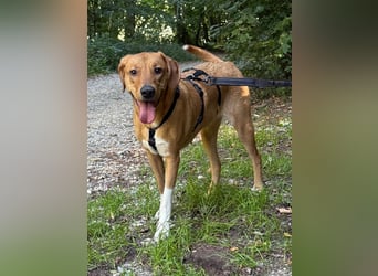 Hündin FREYA sucht ihr Für-immer-Körbchen