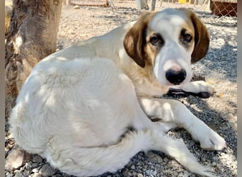 Junghund BUD sucht seine Familie