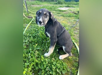 Hündin CIRI sucht ihr neues Zuhause