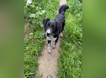 Hündin LINDY sucht ihr Für-immer-Körbchen