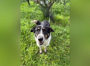 Hündin SUNNY sucht ihr Glück