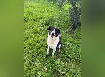 Hündin SUNNY sucht ihr Glück