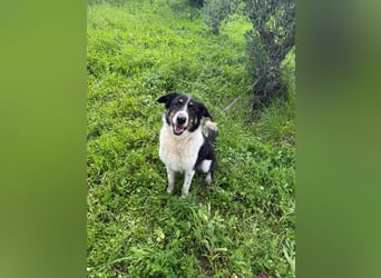 Hündin SUNNY sucht ihr Glück