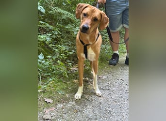 Hündin FREYA sucht ihr Für-immer-Körbchen