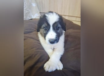 Junghündin HEIDI sucht ihr Zuhause