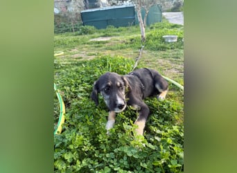 Hündin CIRI sucht ihr neues Zuhause