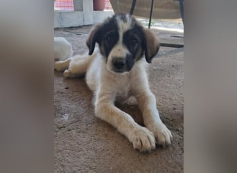 Junghündin HEIDI sucht ihr Zuhause