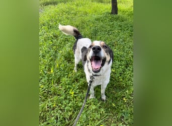 Hündin DIMITRIA sucht nach ihrem grossen Glück