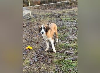 Hündin CAJA sucht ein sicheres Körbchen