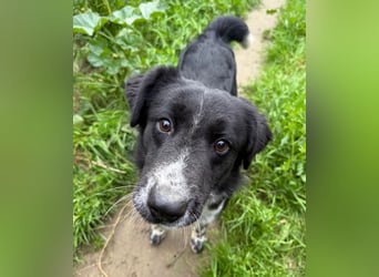 Hündin LINDY sucht ihr Für-immer-Körbchen