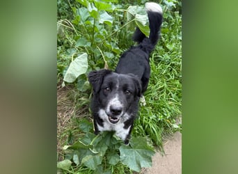 Hündin LINDY sucht ihr Für-immer-Körbchen