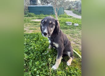 Hündin CIRI sucht ihr neues Zuhause