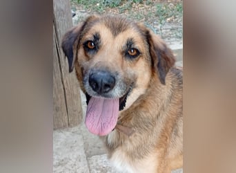 Rüde Ben sucht sein Für-immer-Zuhause