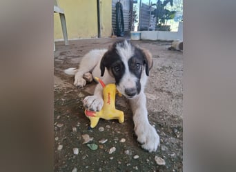 Junghündin HEIDI sucht ihr Zuhause