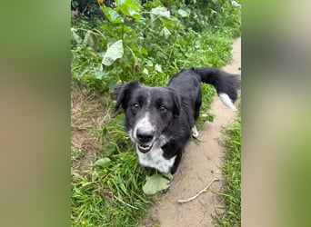 Hündin LINDY sucht ihr Für-immer-Körbchen