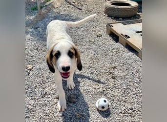 Junghund BUD sucht seine Familie
