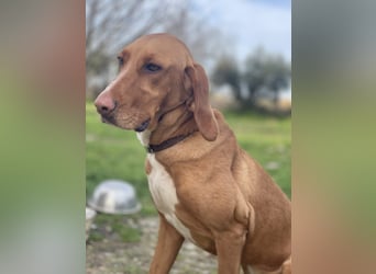 Hündin LARA sucht ihr Für-immer-Körbchen