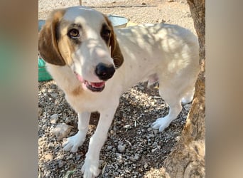 Junghund BUD sucht seine Familie