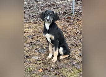 Hündin CIRI sucht ihr neues Zuhause