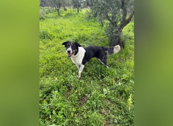 Hündin SUNNY sucht ihr Glück