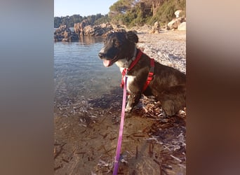 Hündin LINDY sucht ihr Für-immer-Körbchen