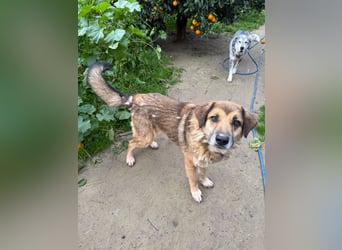 Rüde Ben sucht sein Für-immer-Zuhause