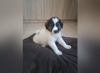 Junghündin HEIDI sucht ihr Zuhause