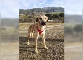 Dubai, seit Welpentagen im Tierheim