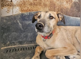 Dubai, die Welpenzeit verbrachte er im Tierheim