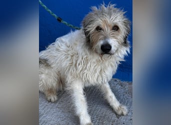 Peque, katzenfreundlich und gemütlich