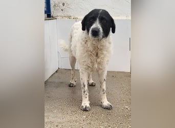 Matilda, eine Traumhündin