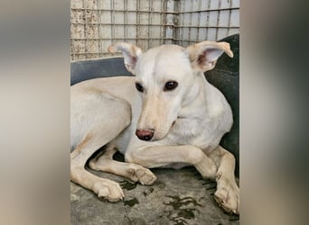 Ein leises Herz sucht leise Liebe, Bombay sucht seine Menschen